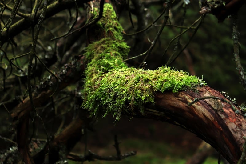 Moss Table Centerpieces